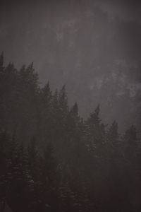 Trees in forest against sky