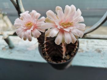 Close-up of pink flower pot