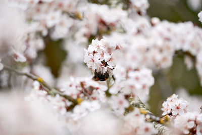 Close-up of cherry blossom