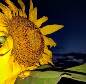 Close-up of sunflower
