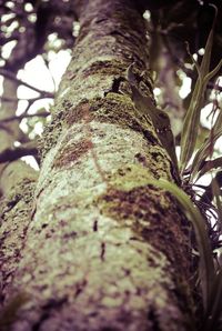 Low angle view of tree
