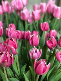 Close-up of pink tulips