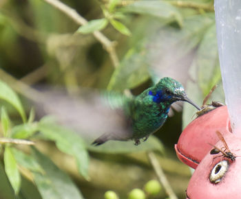 Close-up of bird perching on railing