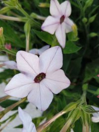 Close-up of white flowering plant in park