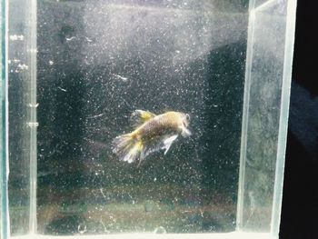 Jellyfish in sea seen through glass window