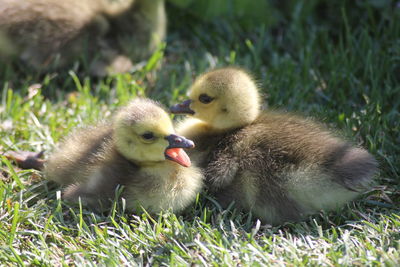 Duck and ducklings on field