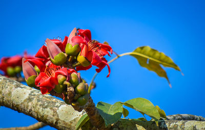 Low angle view of flowering plant against blue sky