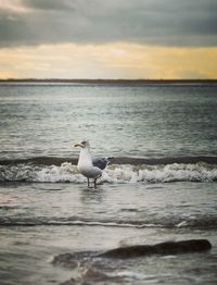 Seagull on beach