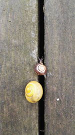 High angle view of snail on road