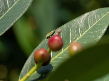 Close-up of berries on plant