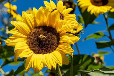 Close-up of sunflower