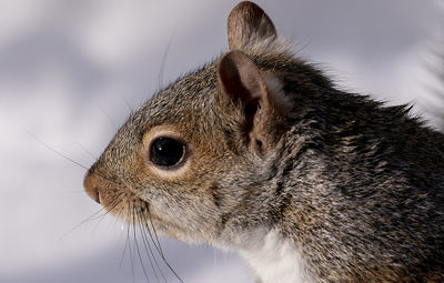 Close-up of squirrel