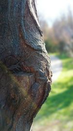 Close up of tree trunk