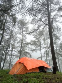 Tent on field against trees in forest