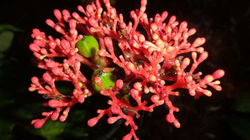 Close-up of flowers against blurred background