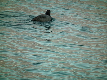 High angle view of duck swimming in lake