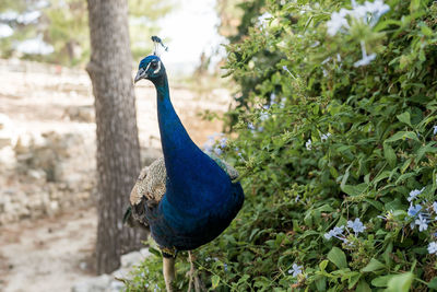 Close-up of a peacock