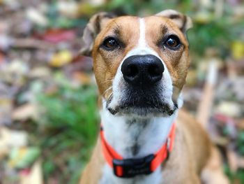 Close-up portrait of dog