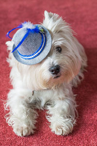 Close-up portrait of dog