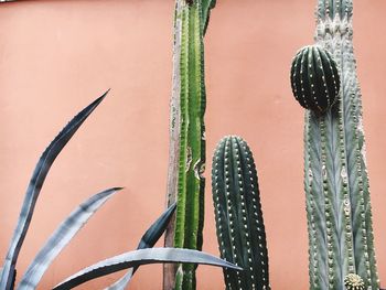 Close-up of cactus