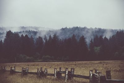Trees in foggy weather
