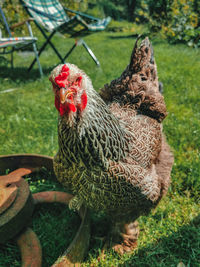 Close-up of rooster on field