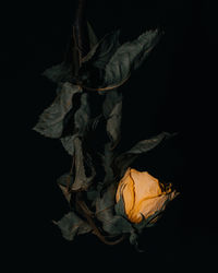 Close-up of dried plant against black background