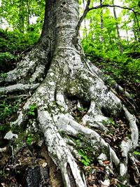 Trees in forest