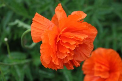 Close-up of orange flower