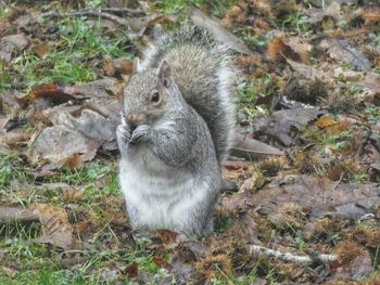 High angle view of squirrel on field