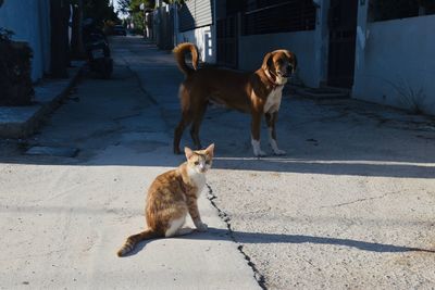 Dog on cat outdoors