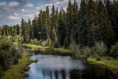 Scenic view of lake in forest during autumn