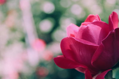 Close-up of pink rose blooming outdoors