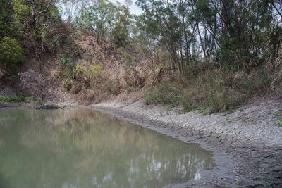 Scenic view of river flowing through forest