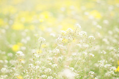 Close-up of yellow flowering plant on field