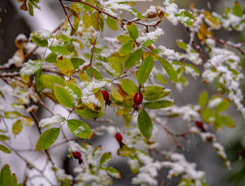 Close-up of berries growing on tree