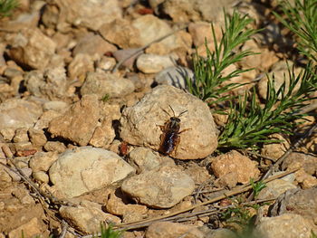 High angle view of insect