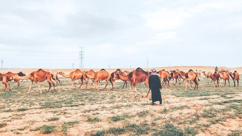 Horses on field against sky