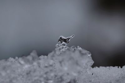 Close-up of horse on snow