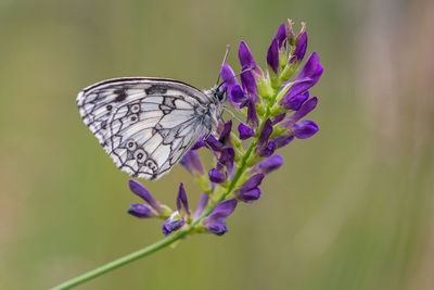 Close-up of butterfly pollinating on purple flower