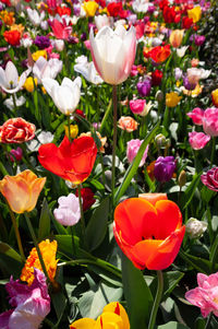 Close-up of tulips in field