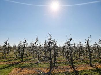 Trees on field against sky on sunny day