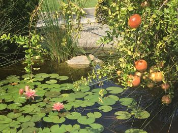 High angle view of plants growing in water