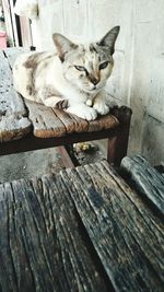 Portrait of cat sitting on wood