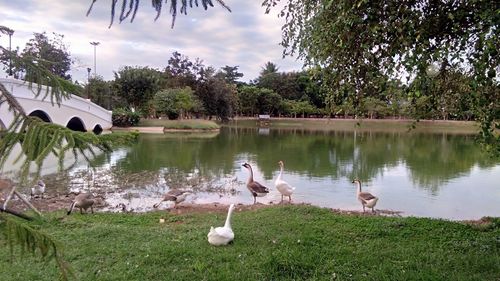 View of birds in lake