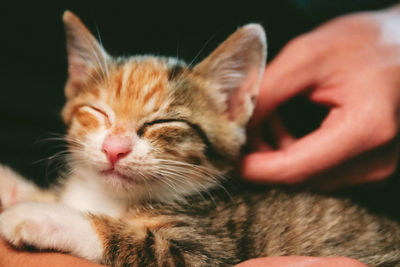 Close-up of hand with cat