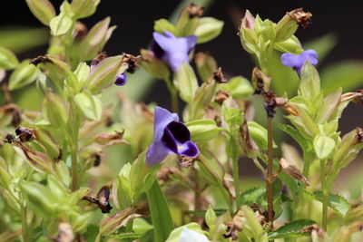 Close-up of purple flowers