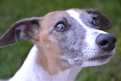 Close-up of dog looking away