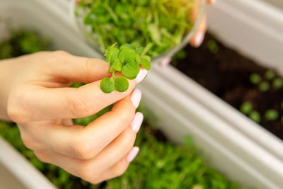 Close-up of hand holding plant