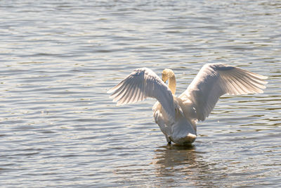 View of birds in lake
